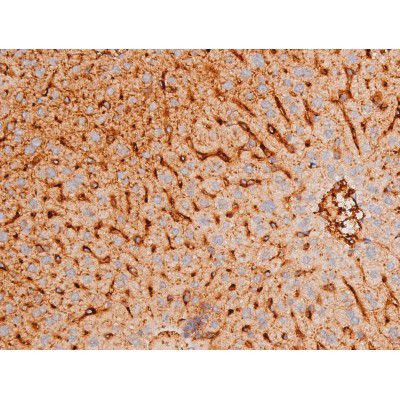 Phospho-FOXO4 (Thr451) Antibody in Immunohistochemistry (Paraffin) (IHC (P))