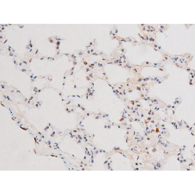 Phospho-FOXO4 (Thr451) Antibody in Immunohistochemistry (Paraffin) (IHC (P))