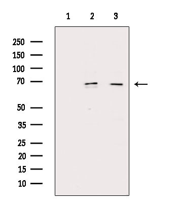 Phospho-NFkB p65 (Ser276) Antibody in Immunocytochemistry (ICC/IF)