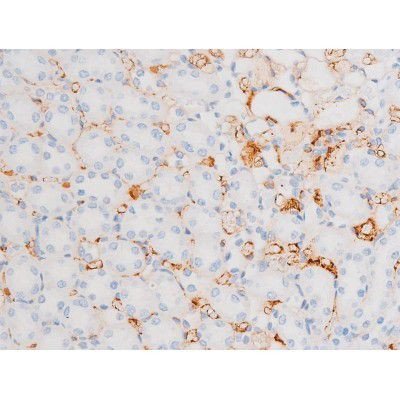 Phospho-Dynamin 1 (Ser774) Antibody in Immunohistochemistry (Paraffin) (IHC (P))