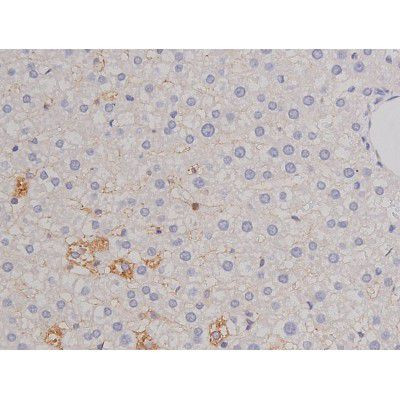 Phospho-Bcl-xL (Thr47) Antibody in Immunohistochemistry (Paraffin) (IHC (P))