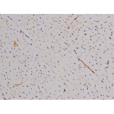 Phospho-Bcl-xL (Thr47) Antibody in Immunohistochemistry (Paraffin) (IHC (P))