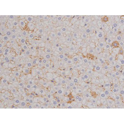 Phospho-Bcl-xL (Thr47) Antibody in Immunohistochemistry (Paraffin) (IHC (P))