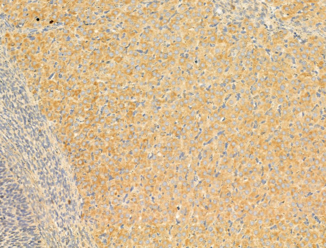 Phospho-AMPK alpha-1 (Ser486) Antibody in Immunohistochemistry (Paraffin) (IHC (P))