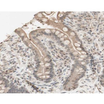 Phospho-AMPK alpha-1 (Ser486) Antibody in Immunohistochemistry (Paraffin) (IHC (P))