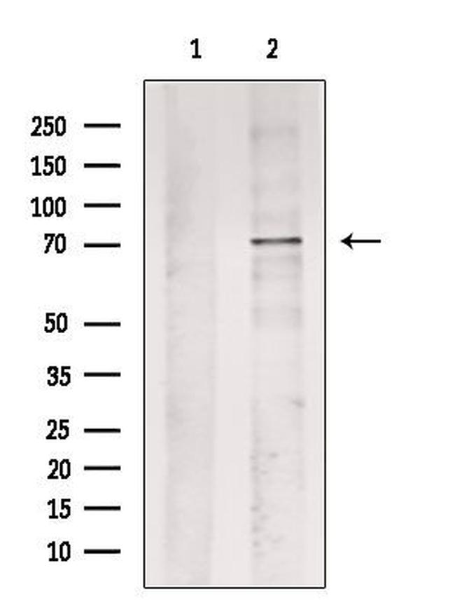 Phospho-AMPK alpha-1 (Ser486) Antibody in Western Blot (WB)