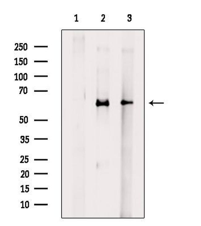 Phospho-AMPK alpha-1 (Ser486) Antibody in Western Blot (WB)