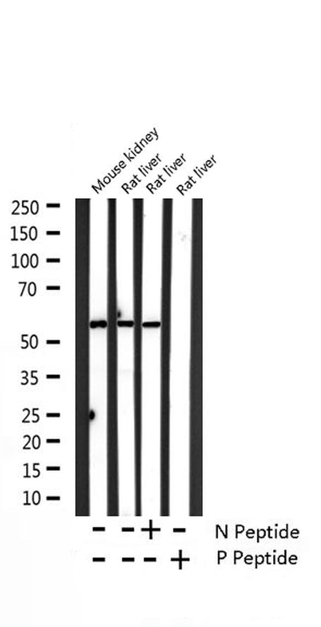 Phospho-Caspase 8 (Ser347) Antibody in Western Blot (WB)