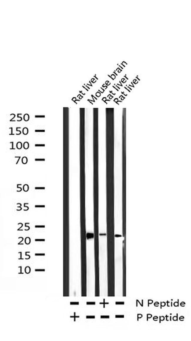 Phospho-BAD (Ser99) Antibody in Western Blot (WB)