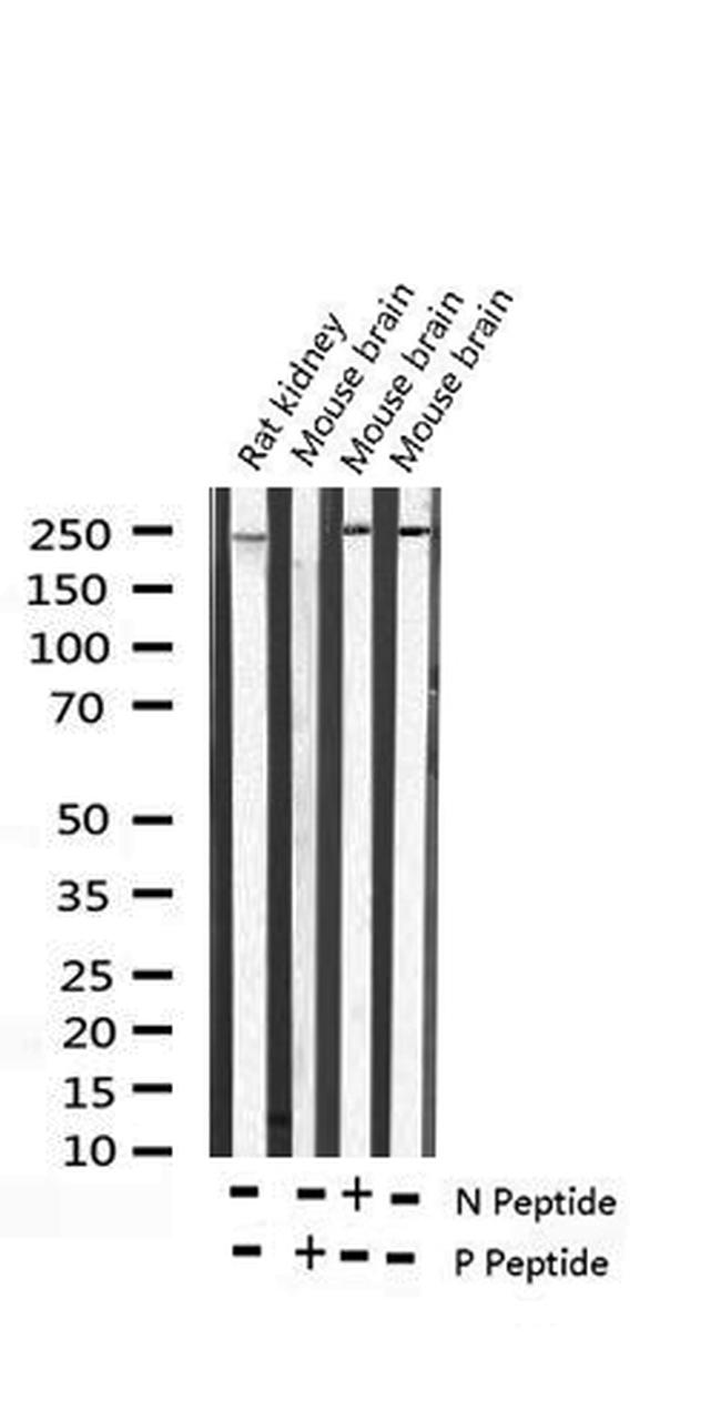 Phospho-WNK1 (Thr60) Antibody in Western Blot (WB)