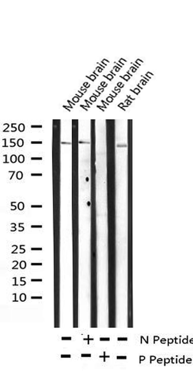 Phospho-GRF-1 (Tyr1105) Antibody in Western Blot (WB)