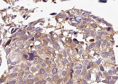 Phospho-HDAC5 (Ser498) Antibody in Immunohistochemistry (Paraffin) (IHC (P))