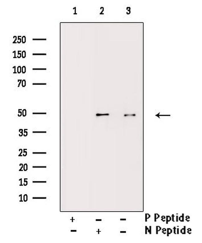 Phospho-IKK gamma (Ser31) Antibody in Western Blot (WB)