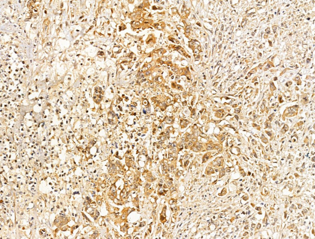 CASPASE 1 P10 (CLEAVED ALA317) Antibody in Immunohistochemistry (Paraffin) (IHC (P))