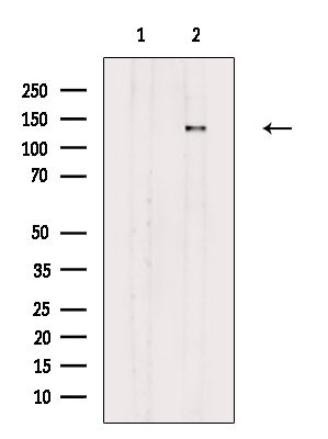 Phospho-PER2 (Ser662) Antibody in Western Blot (WB)