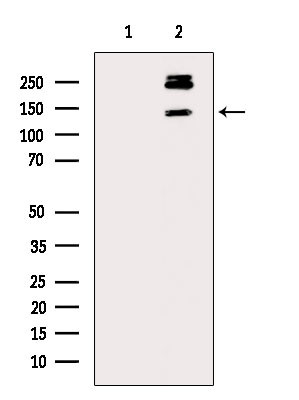 Phospho-PER1 (Ser704) Antibody in Western Blot (WB)