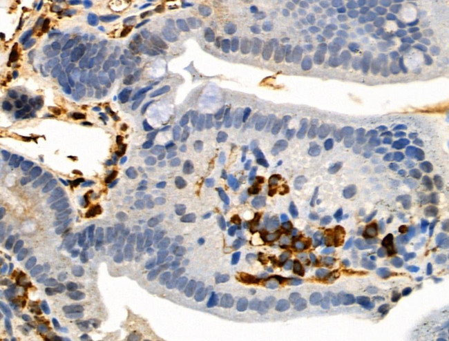 Phospho-Occludin (Ser507 ) Antibody in Immunohistochemistry (Paraffin) (IHC (P))