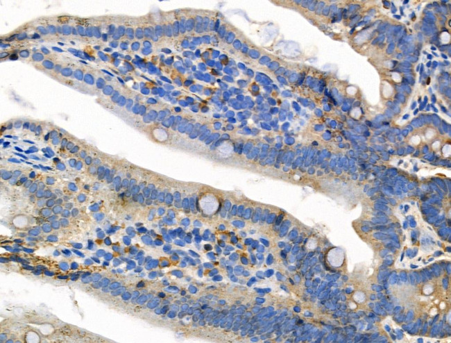 Phospho-Claudin 5 (Thr207 ) Antibody in Immunohistochemistry (Paraffin) (IHC (P))