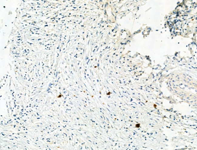 Phospho-NLRP3 (Ser295) Antibody in Immunohistochemistry (Paraffin) (IHC (P))