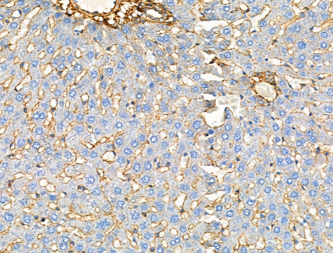 Phospho-KSR2 (Thr497) Antibody in Immunohistochemistry (Paraffin) (IHC (P))