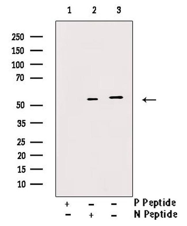 Phospho-Naked1 (Ser348) Antibody in Western Blot (WB)