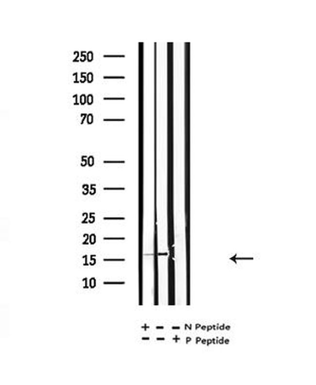 H3K122ac Antibody in Western Blot (WB)