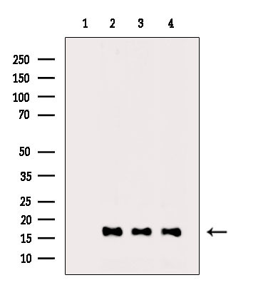 H3K122ac Antibody in Western Blot (WB)