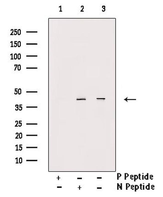 Phospho-Oxytocin Receptor (Thr235) Antibody in Western Blot (WB)