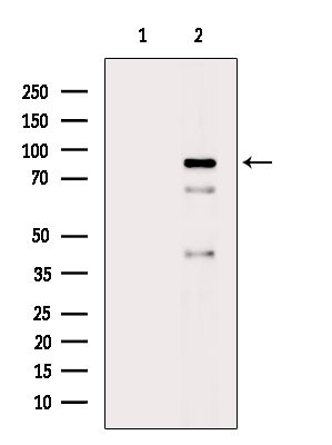 Phospho-PI3K p85 alpha (Tyr452) Antibody in Western Blot (WB)