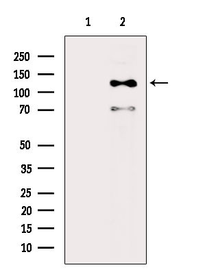 Phospho-EphA4 (Tyr602) Antibody in Western Blot (WB)