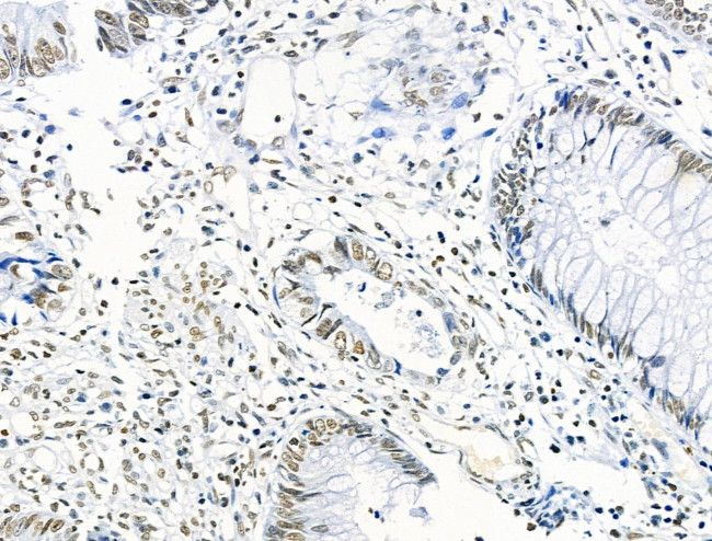 Phospho-ENSA (Ser67) Antibody in Immunohistochemistry (Paraffin) (IHC (P))