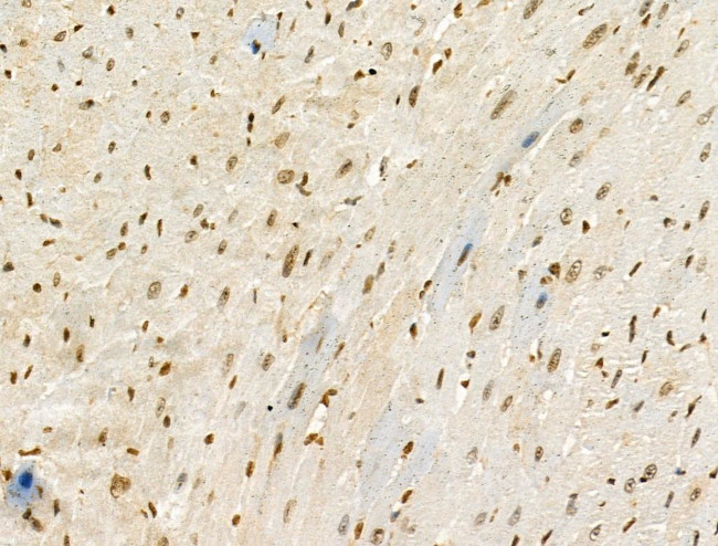 Phospho-ENSA (Ser67) Antibody in Immunohistochemistry (Paraffin) (IHC (P))