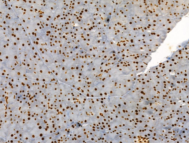 Phospho-ENSA (Ser67) Antibody in Immunohistochemistry (Paraffin) (IHC (P))