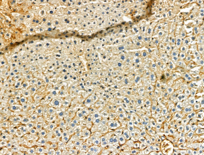 Phospho-ULK1 (Ser758) Antibody in Immunohistochemistry (Paraffin) (IHC (P))