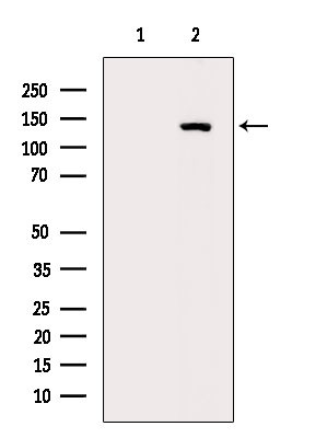 Phospho-ULK1 (Ser758) Antibody in Western Blot (WB)