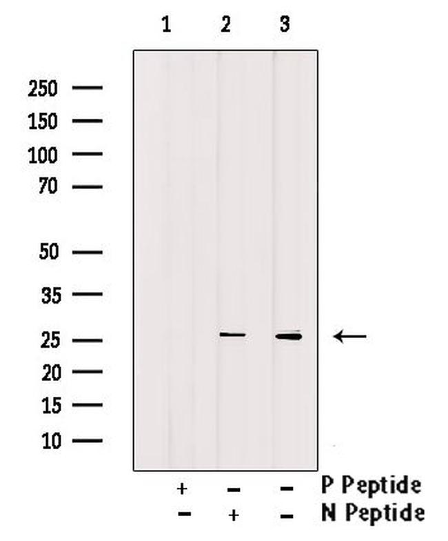 Phospho-Bcl-2 (Thr56) Antibody in Western Blot (WB)