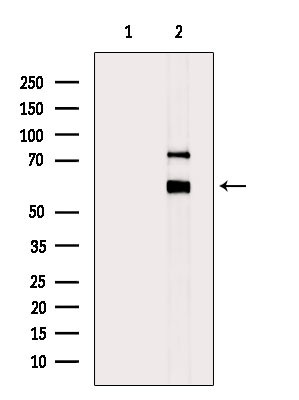 Phospho-SRC (Ser17) Antibody in Western Blot (WB)