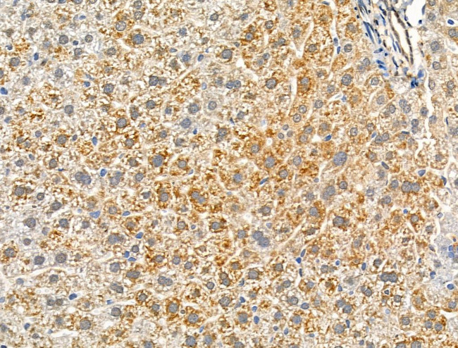 Phospho-NR4A1 (Ser351) Antibody in Immunohistochemistry (Paraffin) (IHC (P))