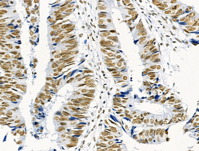 Phospho-MKP-1 (Ser359) Antibody in Immunohistochemistry (Paraffin) (IHC (P))