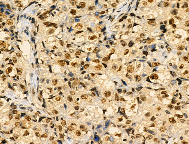 Phospho-MKP-1 (Ser359) Antibody in Immunohistochemistry (Paraffin) (IHC (P))