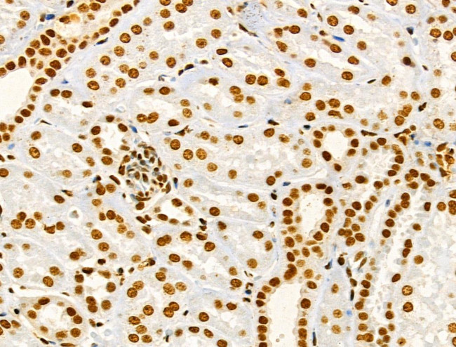 Phospho-MKP-1 (Ser359) Antibody in Immunohistochemistry (Paraffin) (IHC (P))