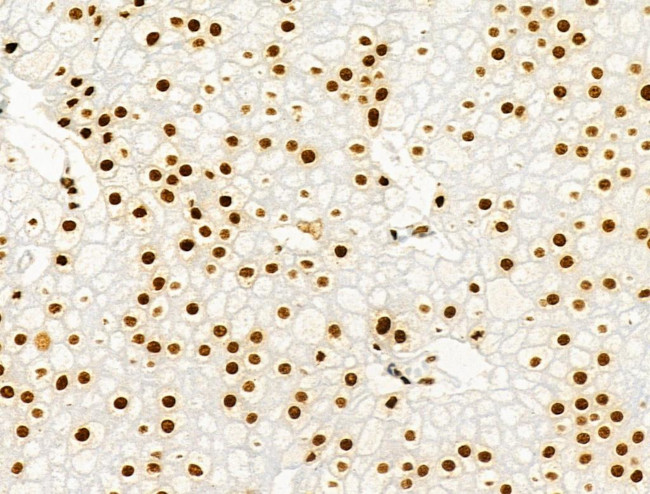 Phospho-MKP-1 (Ser359) Antibody in Immunohistochemistry (Paraffin) (IHC (P))