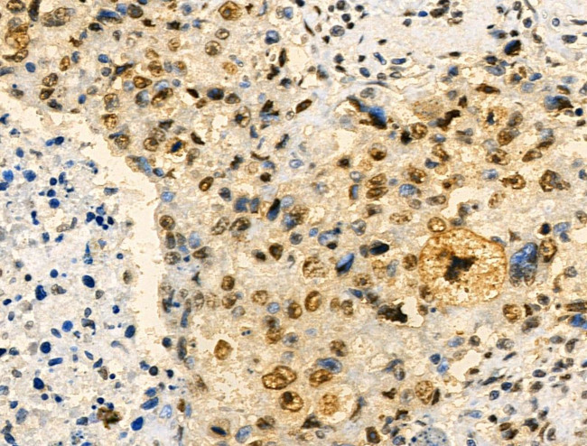 Phospho-MKP-1 (Ser359) Antibody in Immunohistochemistry (Paraffin) (IHC (P))