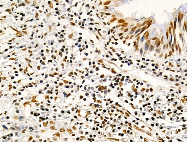 Phospho-MKP-1 (Ser359) Antibody in Immunohistochemistry (Paraffin) (IHC (P))