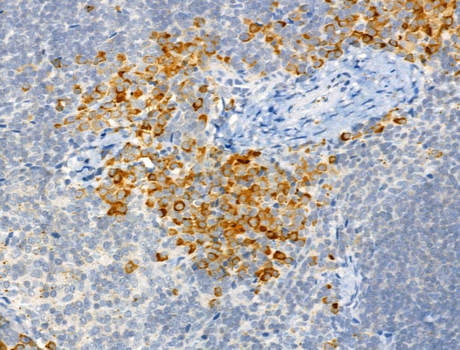 Phospho-c-Mpl (Tyr626) Antibody in Immunohistochemistry (Paraffin) (IHC (P))