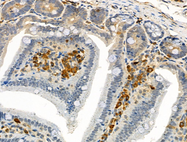 Phospho-c-Mpl (Tyr626) Antibody in Immunohistochemistry (Paraffin) (IHC (P))