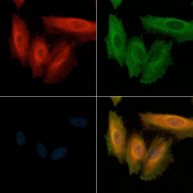 Phospho-TSC2 (Ser1387) Antibody in Immunocytochemistry (ICC/IF)