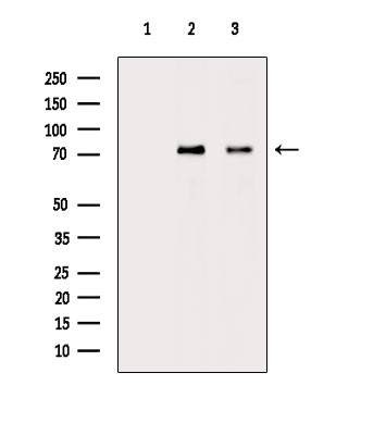 Phospho-IRAK1 (Thr100) Antibody in Western Blot (WB)