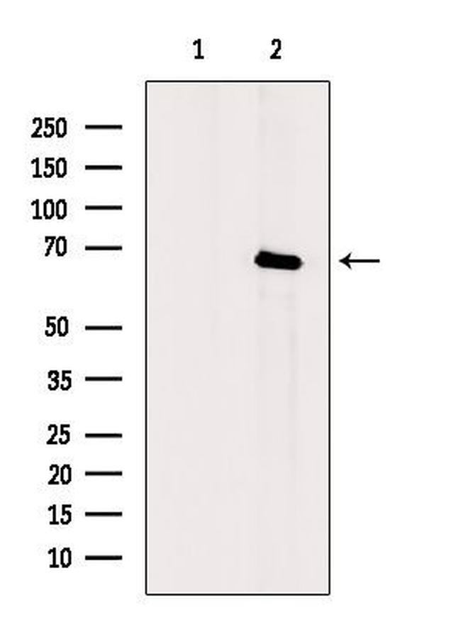 Phospho-IRAK1 (Thr100) Antibody in Western Blot (WB)