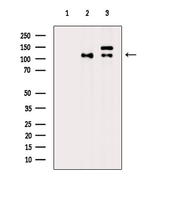 Phospho-KIF11 (Thr926) Antibody in Western Blot (WB)